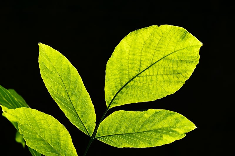 Green leaves in a garden