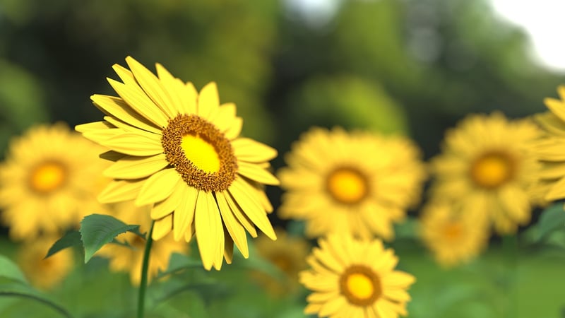 Sunflower in a garden